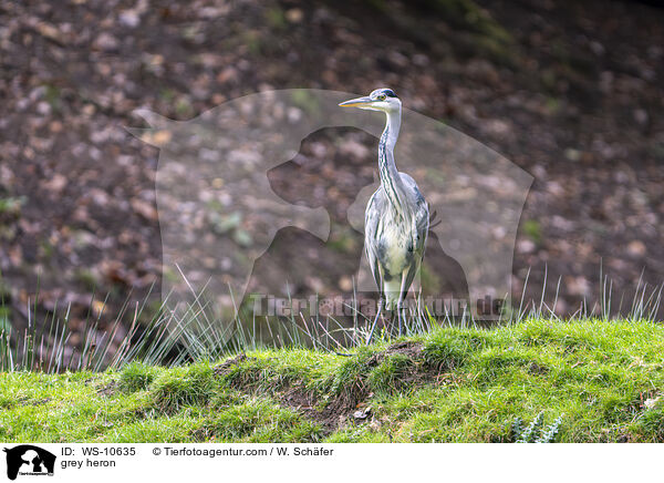 grey heron / WS-10635