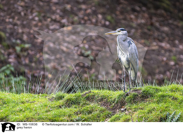 grey heron / WS-10636