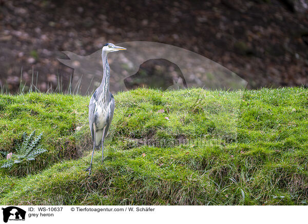 grey heron / WS-10637