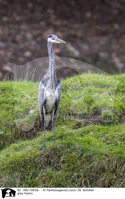 grey heron / WS-10638