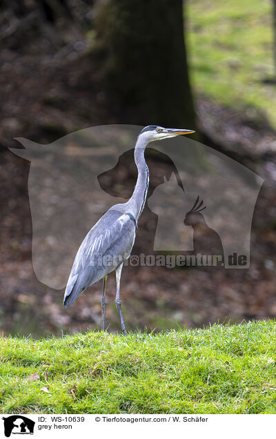 grey heron / WS-10639