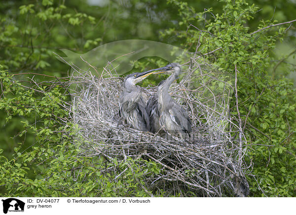 grey heron / DV-04077