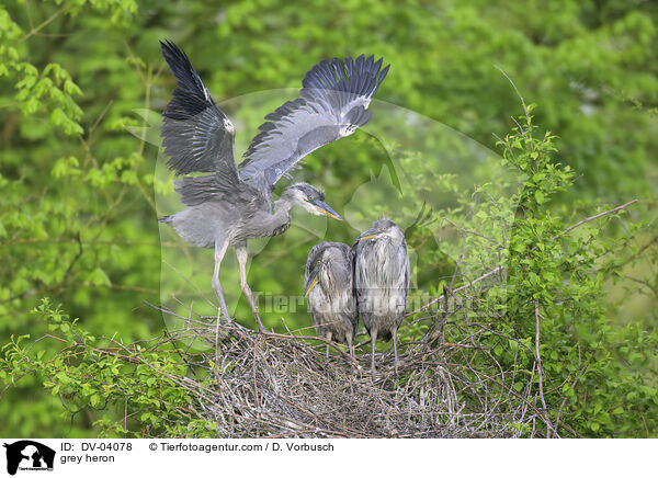 grey heron / DV-04078