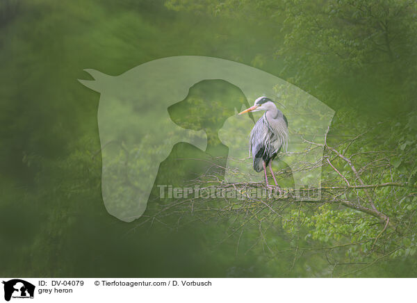 grey heron / DV-04079