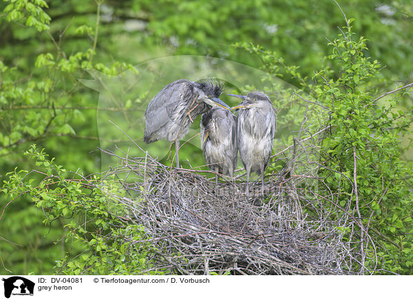 grey heron / DV-04081