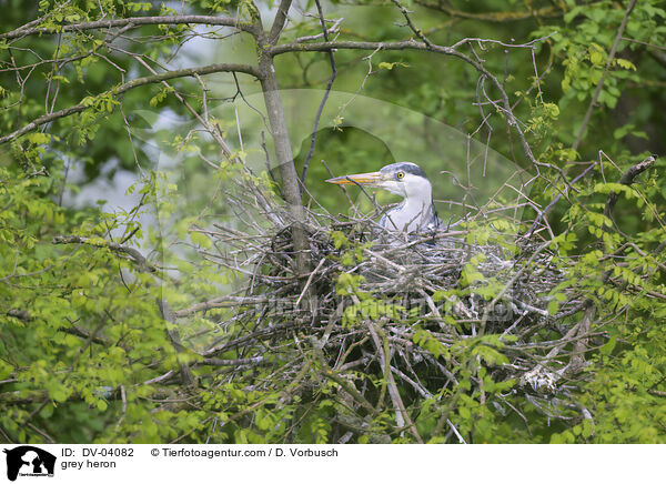 Graureiher / grey heron / DV-04082