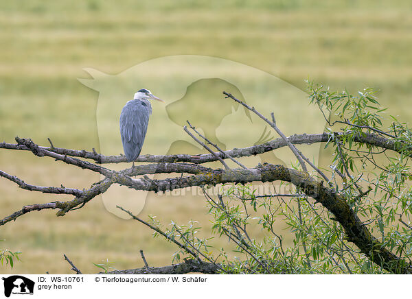Graureiher / grey heron / WS-10761