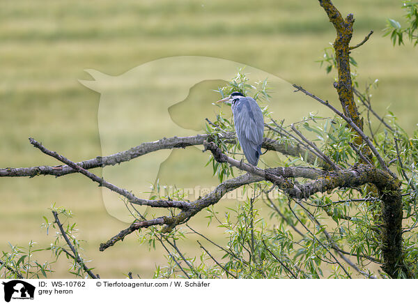grey heron / WS-10762