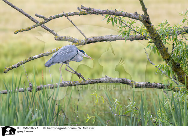 grey heron / WS-10771