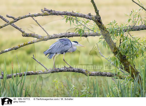 grey heron / WS-10772