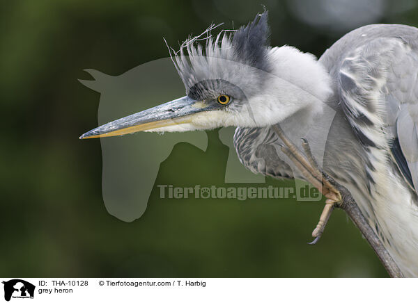 Graureiher / grey heron / THA-10128