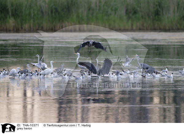 grey heron / THA-10371