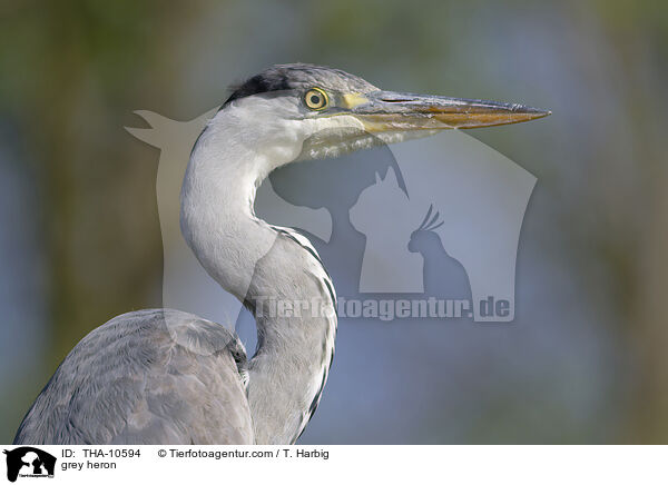 Graureiher / grey heron / THA-10594