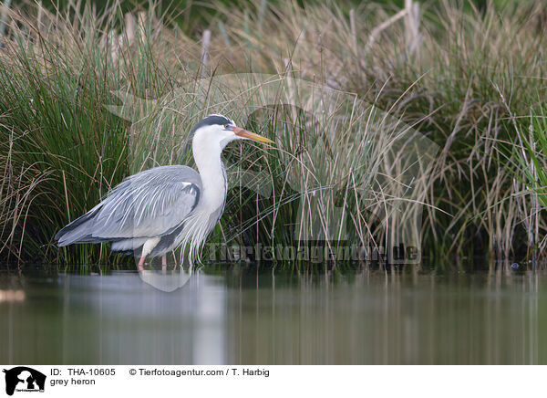 Graureiher / grey heron / THA-10605