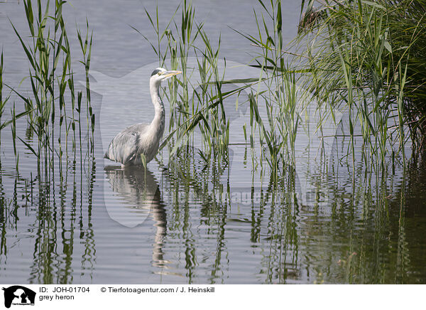 Graureiher / grey heron / JOH-01704