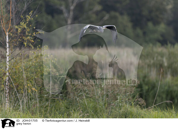 grey heron / JOH-01705