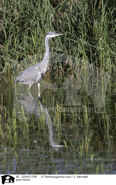grey heron / JOH-01708