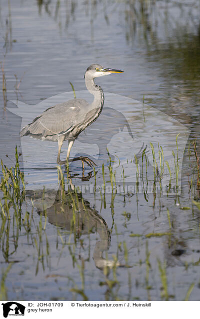 Graureiher / grey heron / JOH-01709