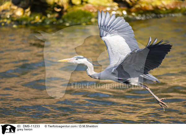 Graureiher / grey heron / DMS-11233