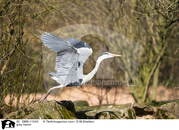 Graureiher / grey heron / DMS-11243