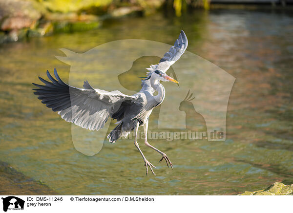 Graureiher / grey heron / DMS-11246