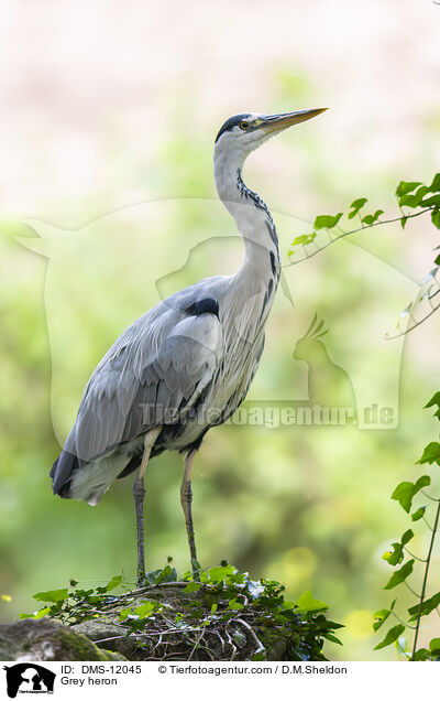 Grey heron / DMS-12045