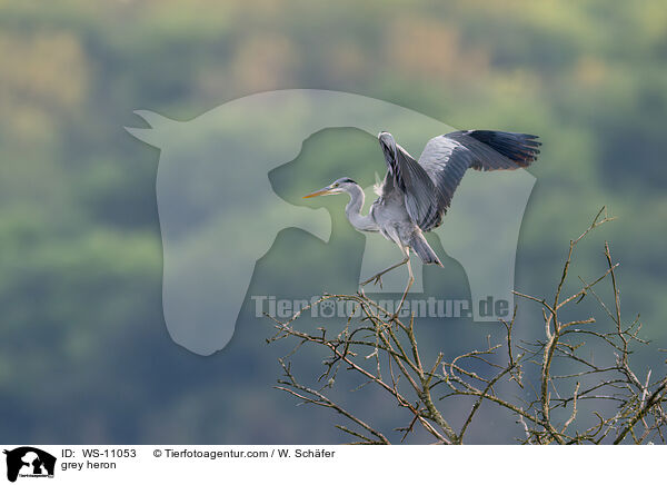 Graureiher / grey heron / WS-11053