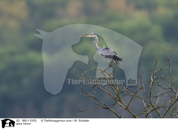 Graureiher / grey heron / WS-11055