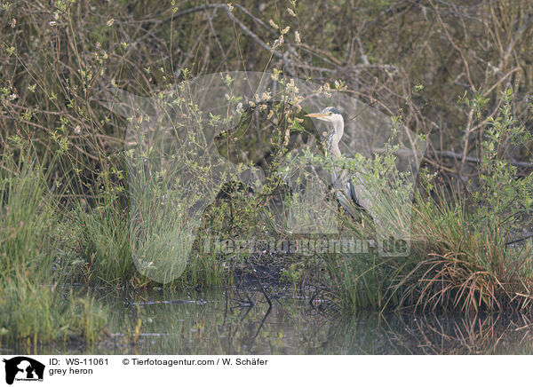 Graureiher / grey heron / WS-11061