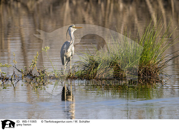 Graureiher / grey heron / WS-11065