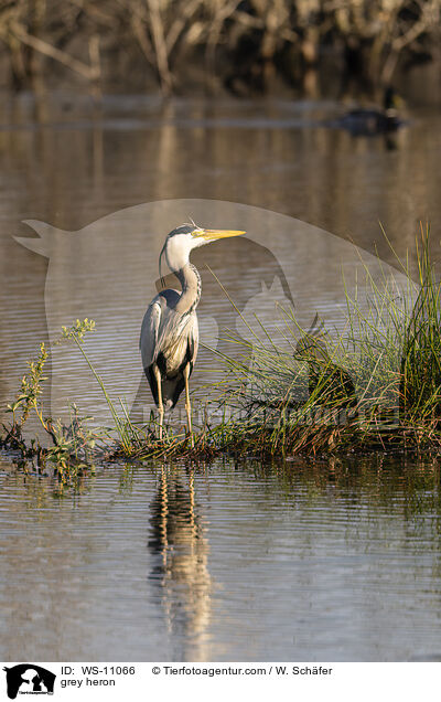 Graureiher / grey heron / WS-11066