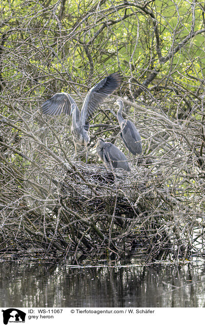 Graureiher / grey heron / WS-11067