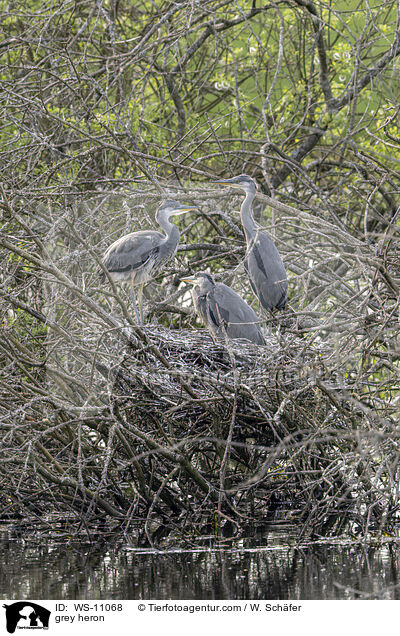 Graureiher / grey heron / WS-11068