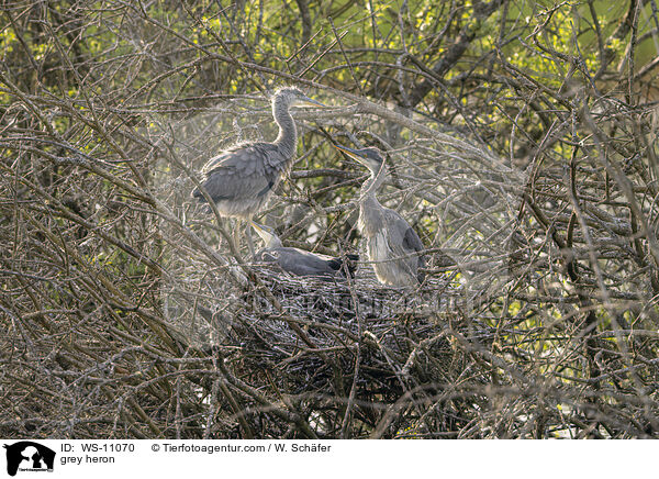 Graureiher / grey heron / WS-11070
