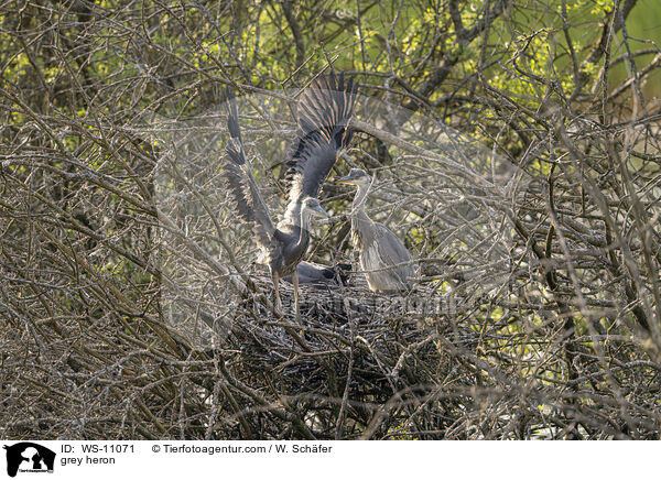 Graureiher / grey heron / WS-11071
