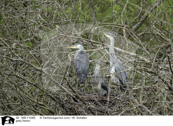 grey heron / WS-11080
