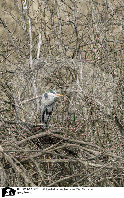 Graureiher / grey heron / WS-11083