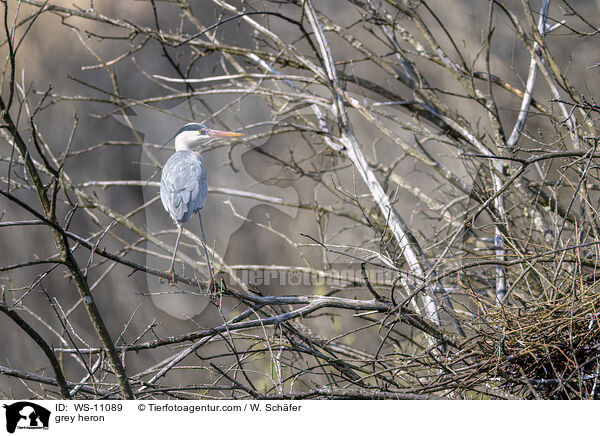 Graureiher / grey heron / WS-11089