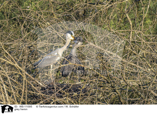 Graureiher / grey heron / WS-11095
