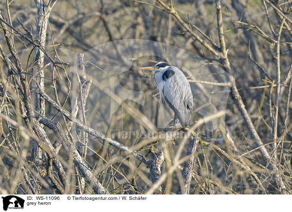 Graureiher / grey heron / WS-11096