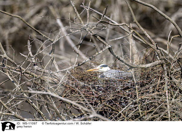 Graureiher / grey heron / WS-11097