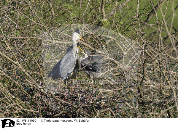 Graureiher / grey heron / WS-11099