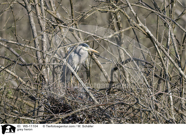 Graureiher / grey heron / WS-11104