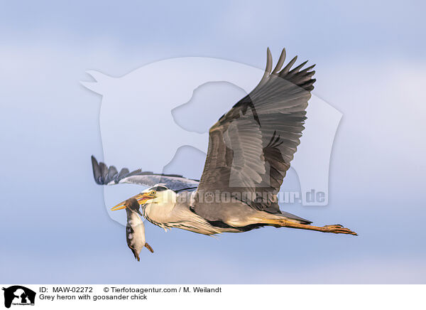 Grey heron with goosander chick / MAW-02272
