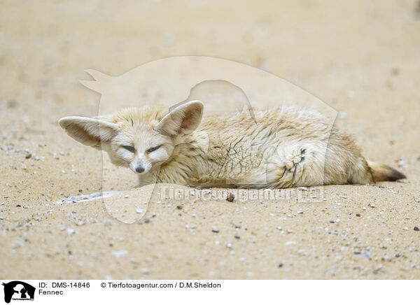 Fennek / Fennec / DMS-14846