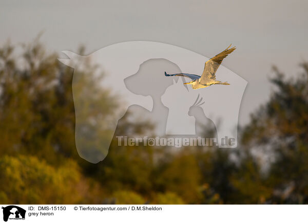 Graureiher / grey heron / DMS-15150