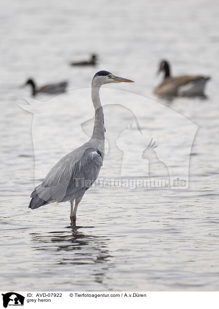 Graureiher / grey heron / AVD-07922