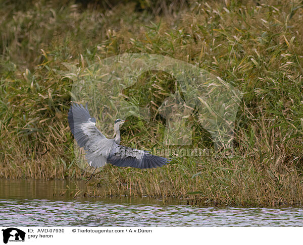 Graureiher / grey heron / AVD-07930