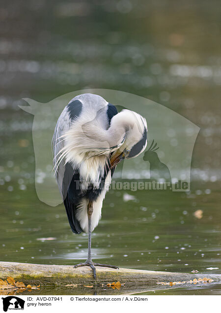 Graureiher / grey heron / AVD-07941