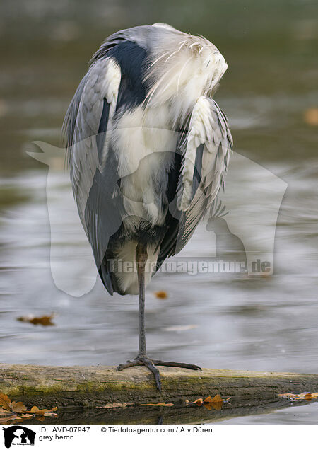 Graureiher / grey heron / AVD-07947